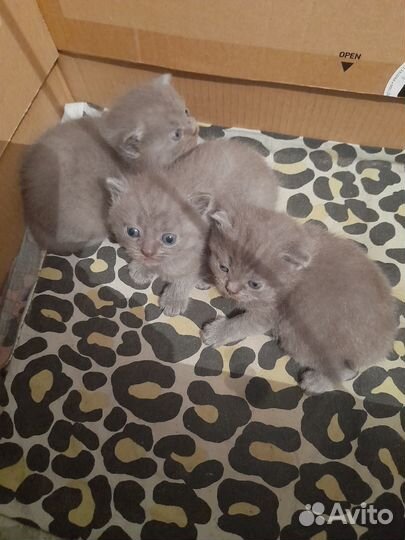 Британская