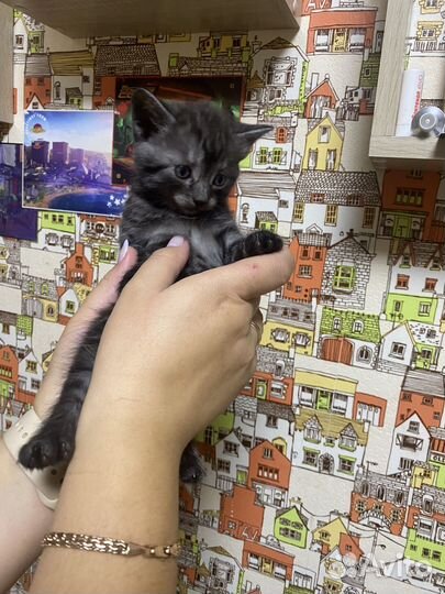 Котята шотландцы