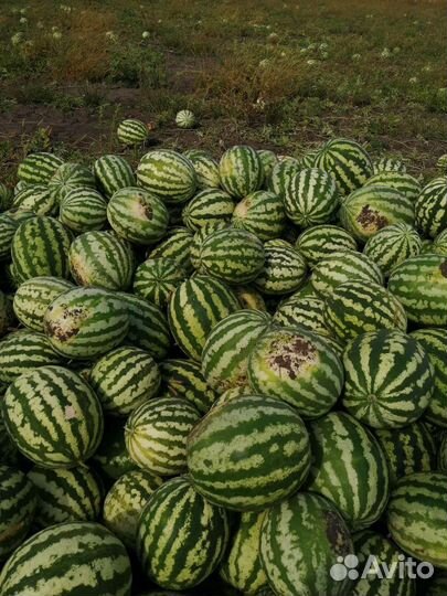 Арбузы