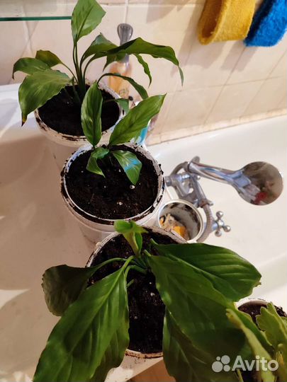 Спацифилум