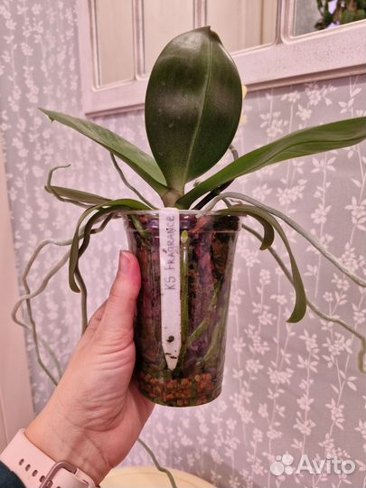 Орхидея фаленопсис