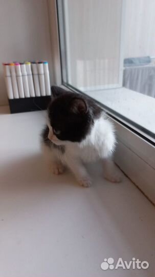 В добрые руки чудесного котика