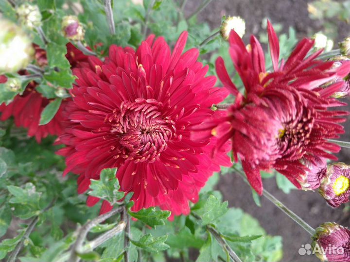 Хризантемы