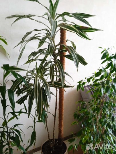 Комнатные домашние цветы большие