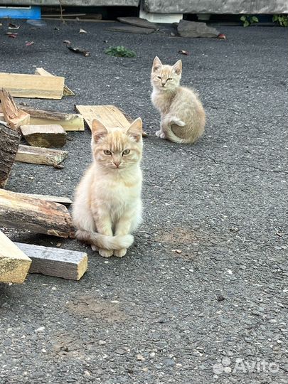 Котята в добрые руки