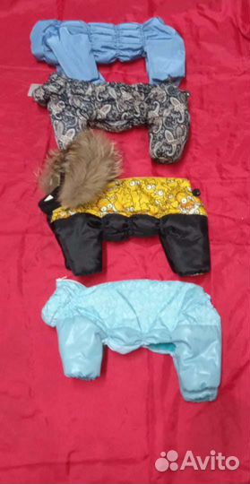 Одежда для животных