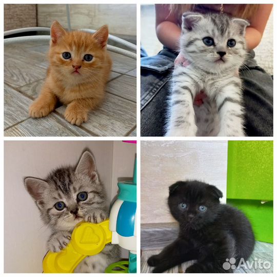 Отдам котёнка в добрые руки