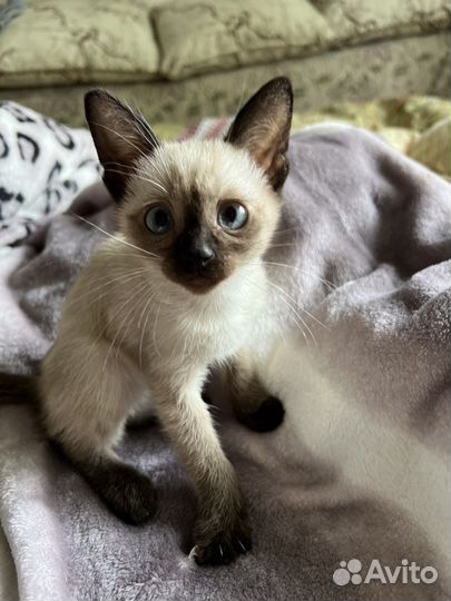 Сиамские котята