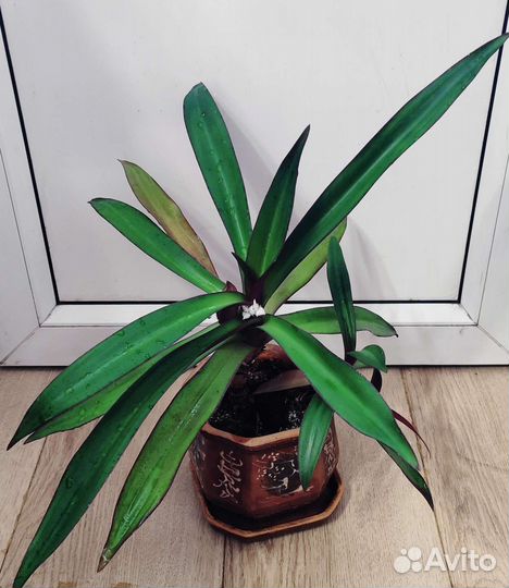 Рэо традесканция