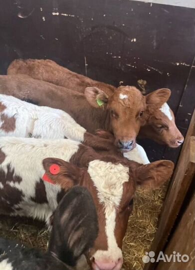 Крс телята бычки с быстрой доставкой