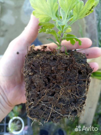 Хризантемы мультифлора