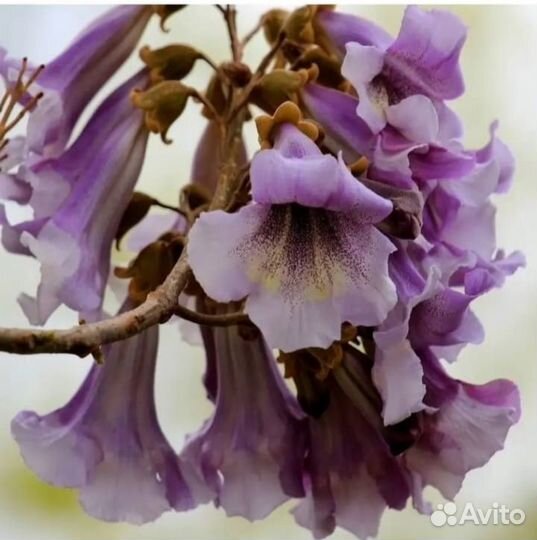 Рассада Павлонии войлочной