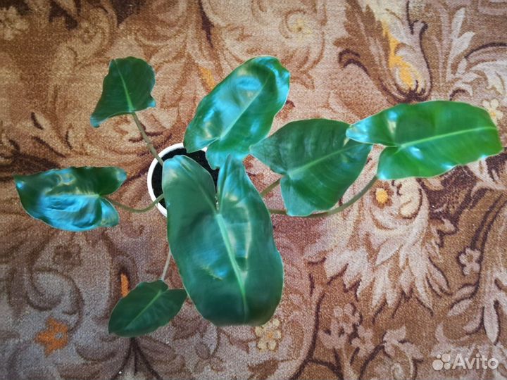 Филодендрон бурле маркс