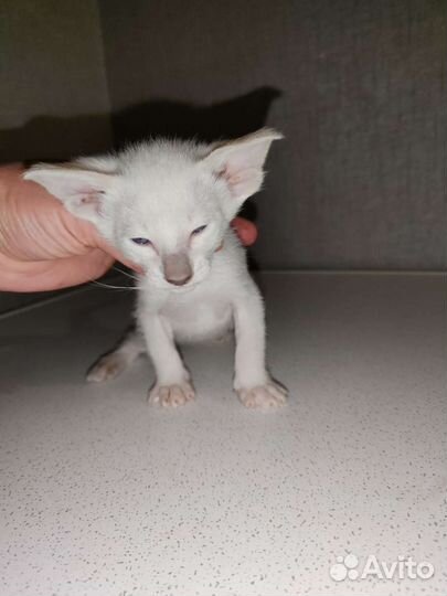 Ориентальные