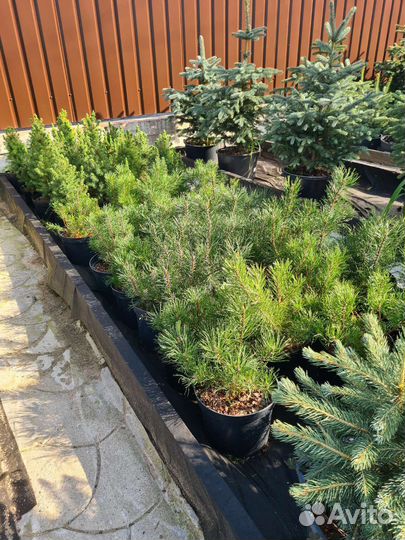 Сосна горная пумилио