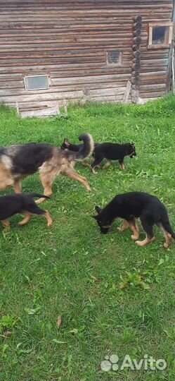 Щенки немецкой овчарки