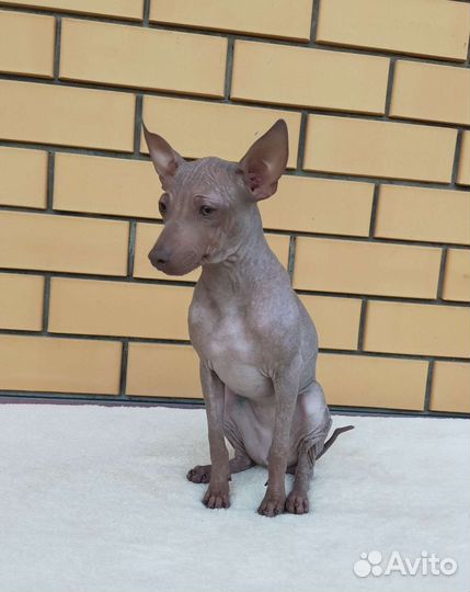 Голыши, щенячка РКФ