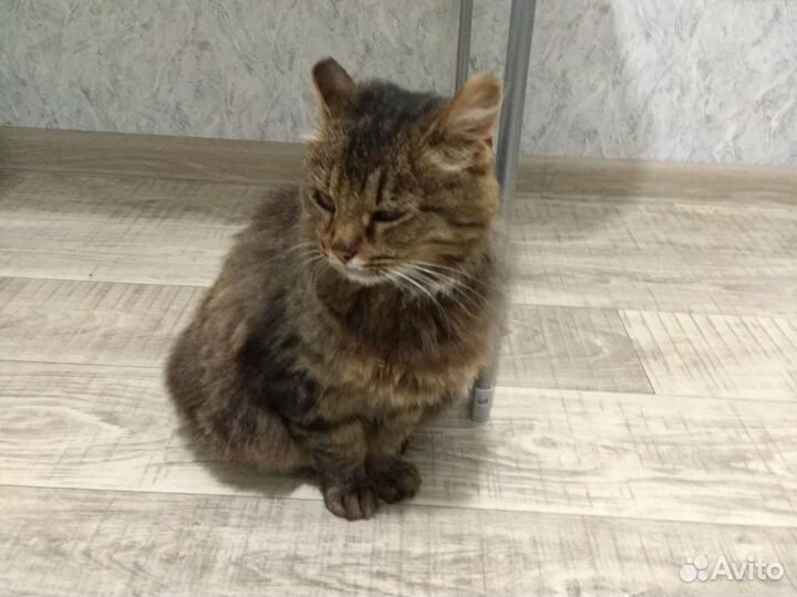 Кошки бесплатно