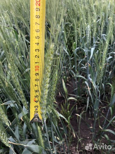 Семена Канадской озимой пшеницы рс1
