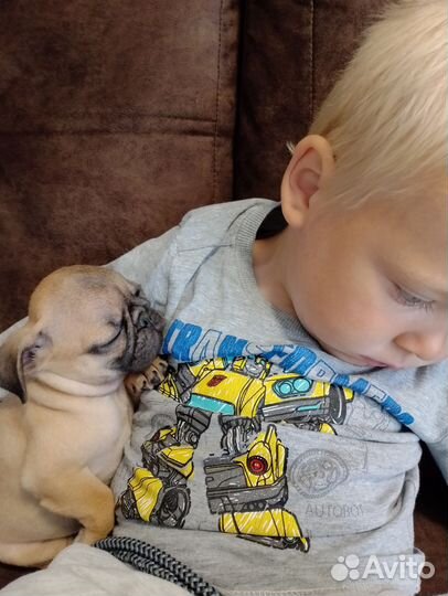 Щенки мопса мальчик