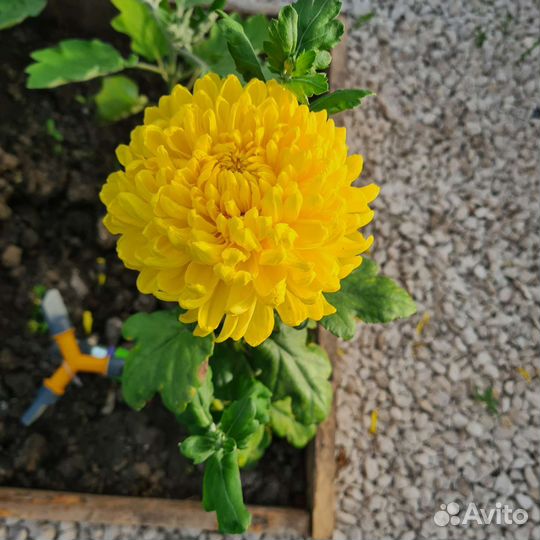 Хризантема