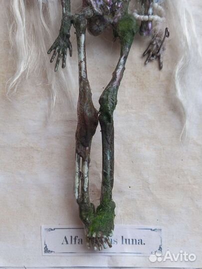 Таксидермия мертвая фея в рамке