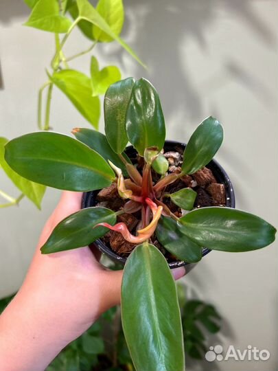 Филодендрон принц оранж