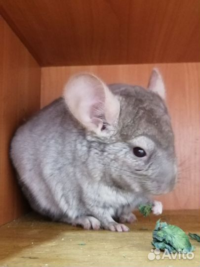 Самцы фиолет носители ангоры, фиолета и сапфира