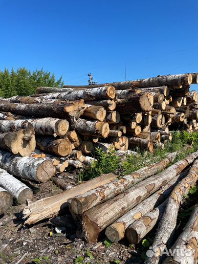 Лес кругляк береза