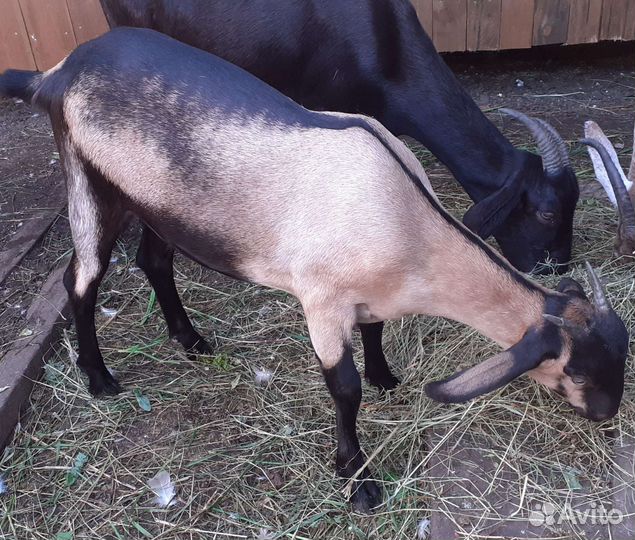 Козочка 3.5 месяца