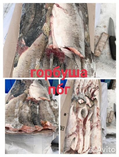 Свежемороженая горбуша пбг/псг/нр
