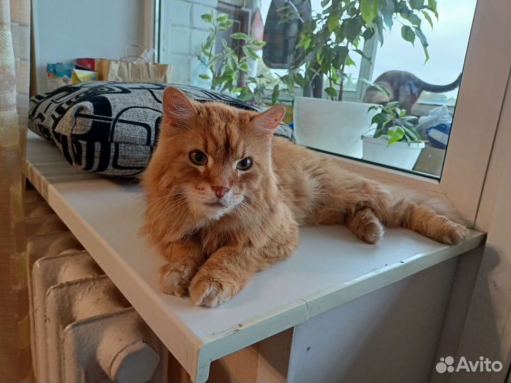 Кот ищет дом