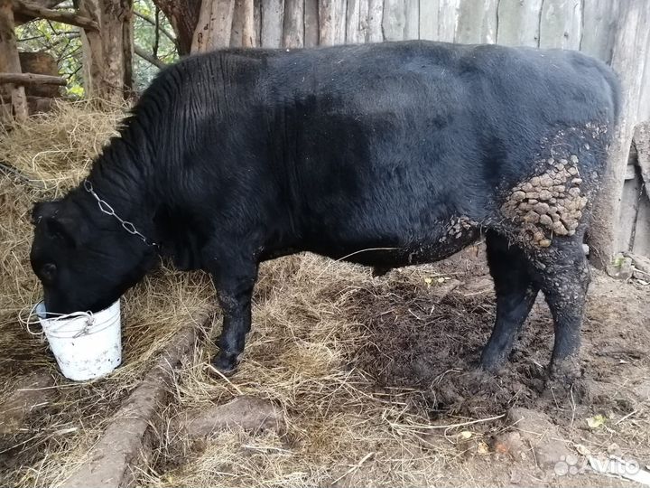 Бык и телочки