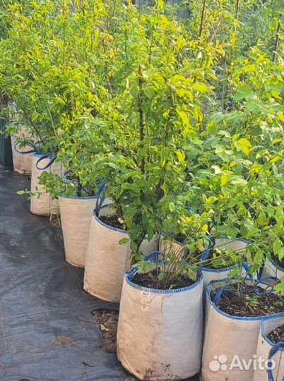 Саженцы голубики 2года