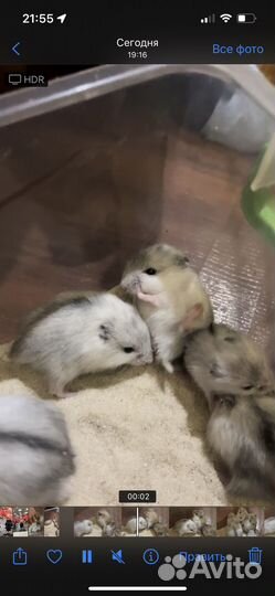 Джунгарский хомяк