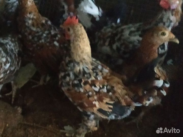 Петушки ситцевой бентамки