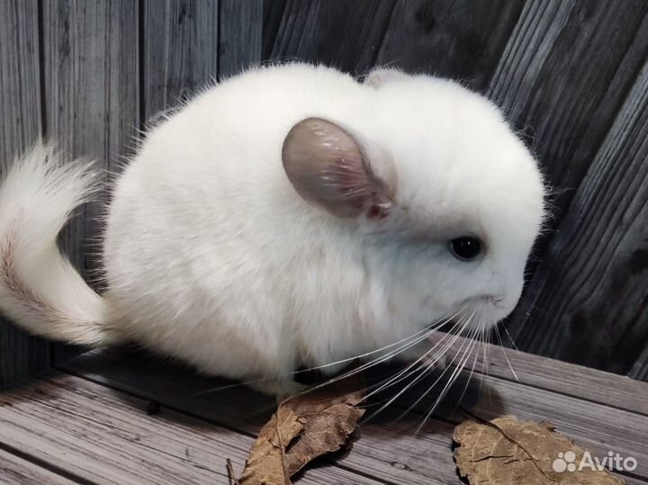 Белая шиншилла малыш белый фиолет самец 1,5 месяца