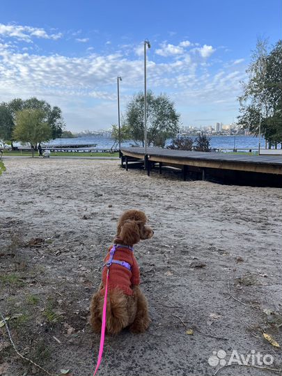 Свитер для пуделя ручной вязки