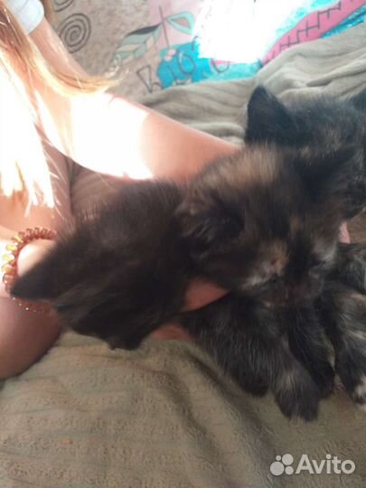 Котенок 1 месяц