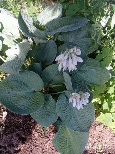 Хоста растение