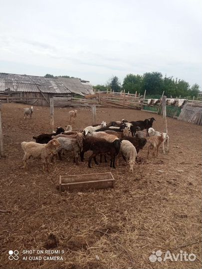 Продаются бараны