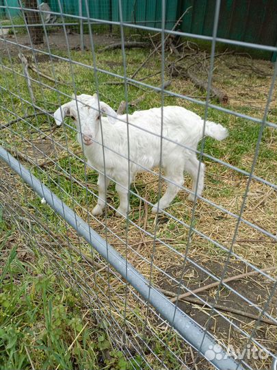 Коза и козлики