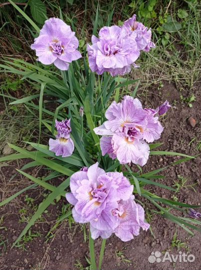 Ирисы сортовые