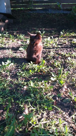 Маленькая девочка ищет дом