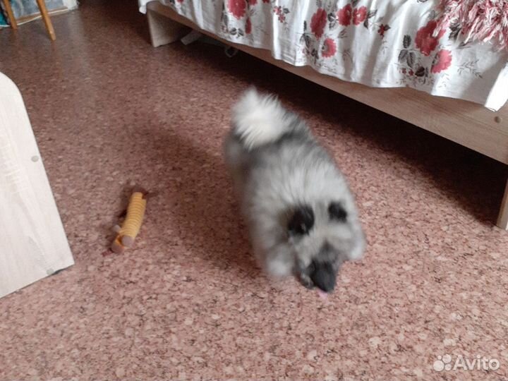 Волчий шпиц