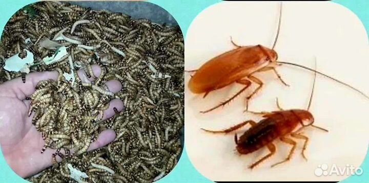 Кормовые насекомые