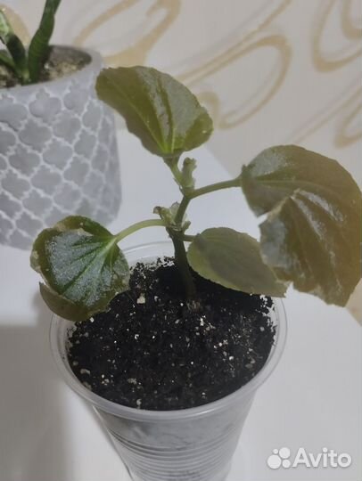 Антуриум, бегония, филодендрон