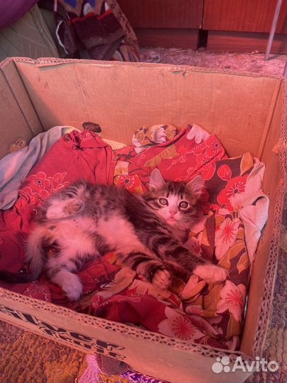 Котята в добрые руки