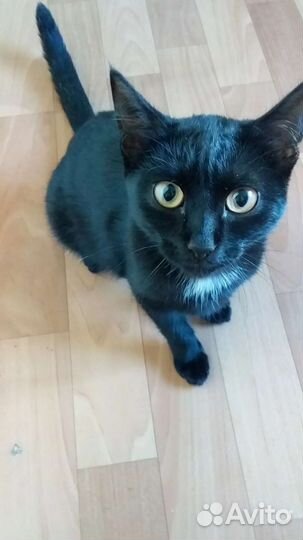 Кошка в дар