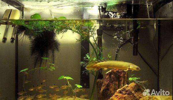 Эйхорния (водный геоцинт)